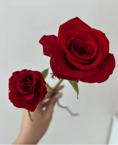 紅 玫瑰 花語