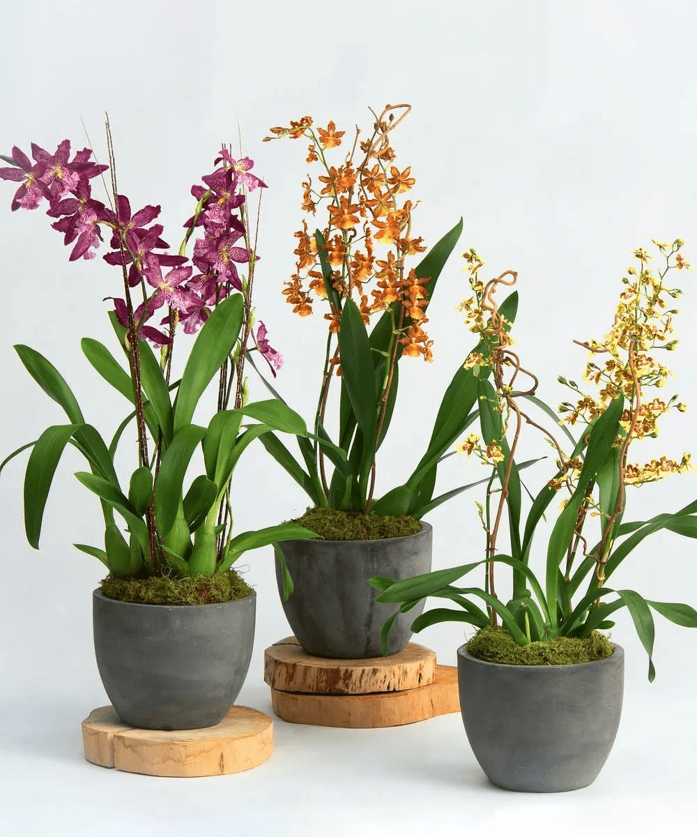 蘭花品種