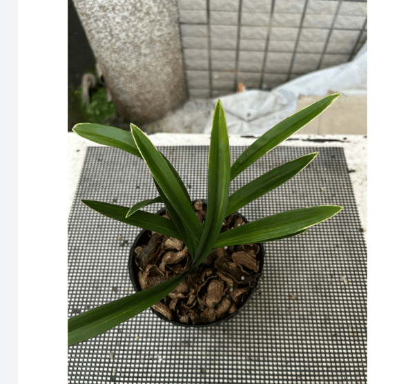 達摩蘭花