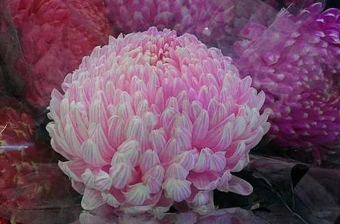 牡丹菊種植