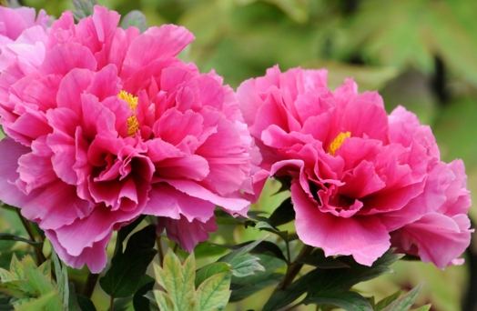 牡丹花語解析
