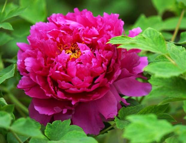 芍藥 牡丹