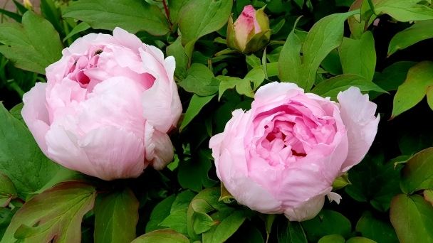 牡丹花語寓意 牡丹花語寓意