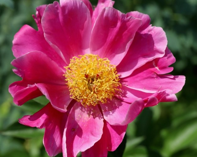 牡丹花語解析 牡丹花語解析