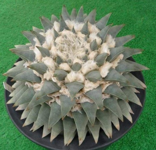 巖牡丹澆水