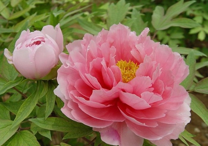 牡丹花期