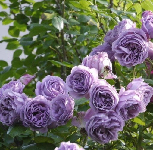 玫瑰花語數量