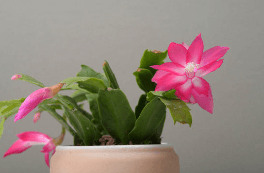 螃蟹 蘭花 期