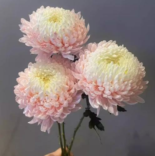 牡丹菊價格