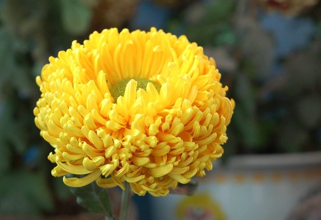 菊花種植