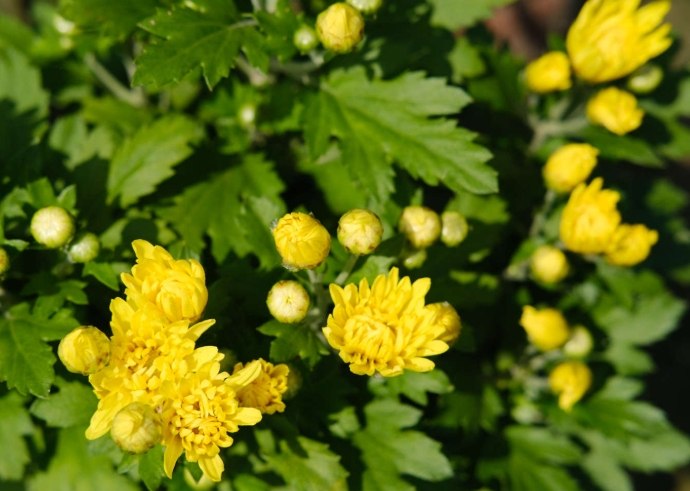 夏菊 夏菊