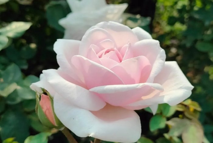 玫瑰花品種