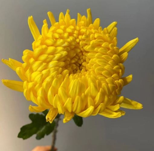 菊花花語顏色解析