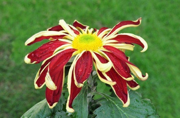 菊花品種推薦 菊花品種推薦