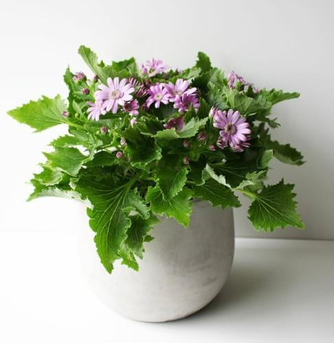 菊花花語寓意