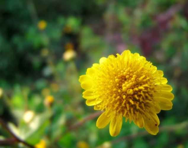 野菊花