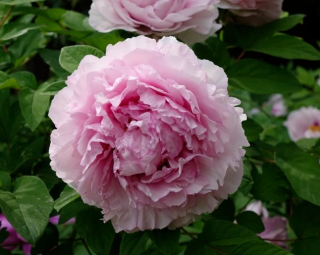 牡丹花花語 牡丹花花語