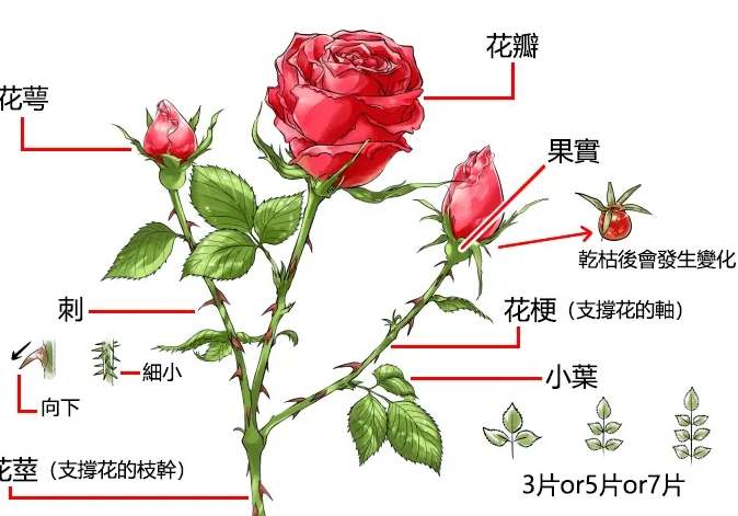 玫瑰花種植方法