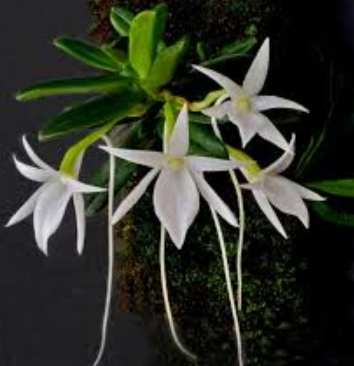 蘭花品種