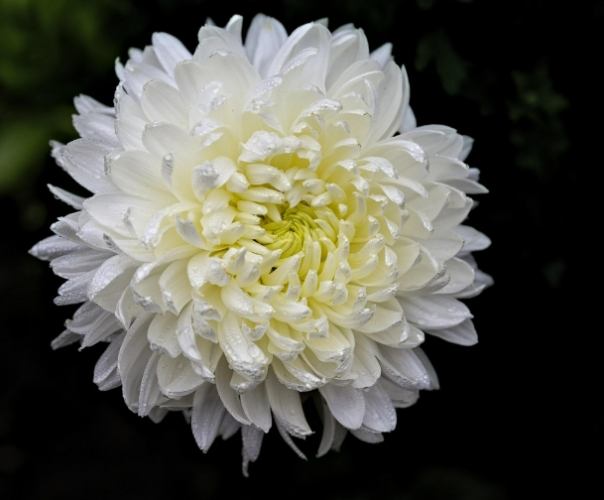 菊花寓意