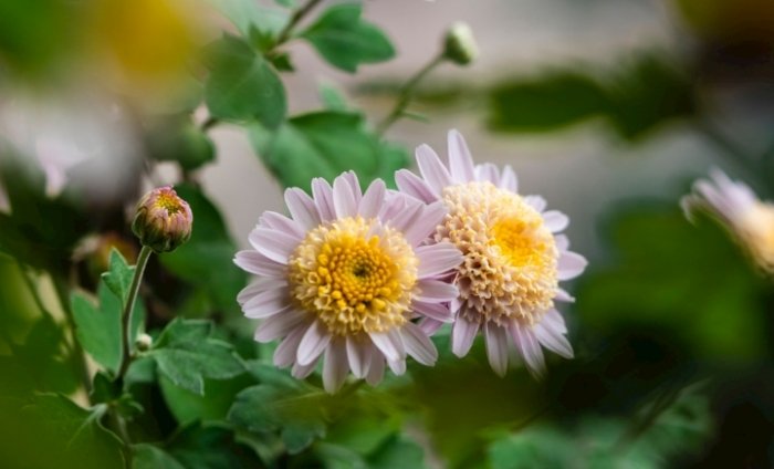 杭菊