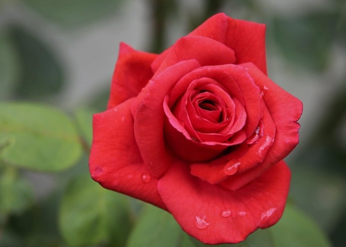 玫瑰花花語 玫瑰花花語