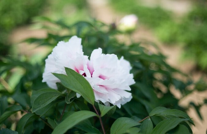 牡丹花種植 牡丹花種植