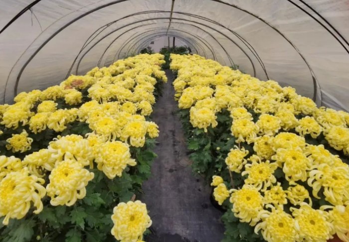 夏菊 夏菊