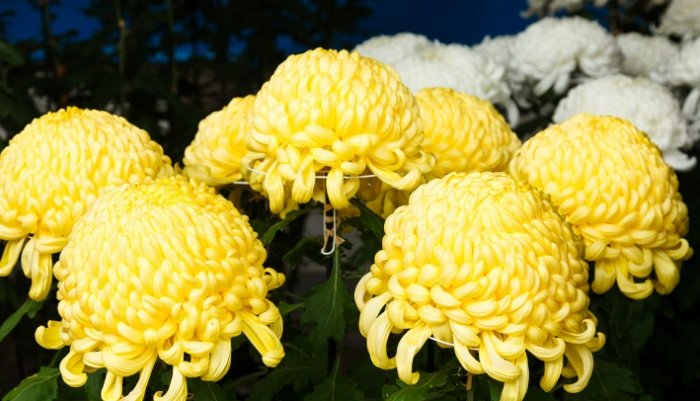 菊花照顧