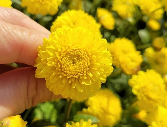 杭菊種植技巧