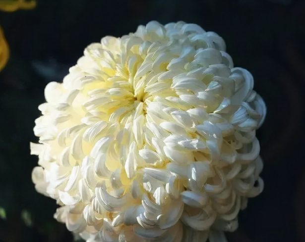 菊花特徵 菊花特徵