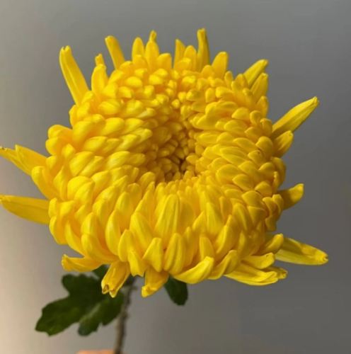 菊花寓意