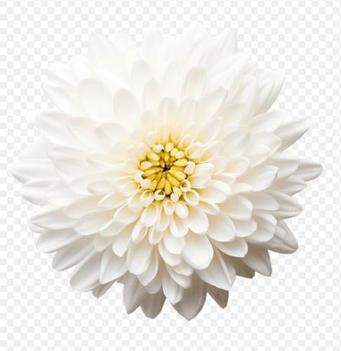 白菊花花語