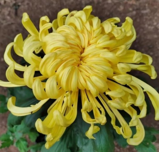菊花種植 菊花種植