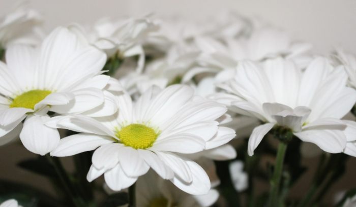 白菊花照顧