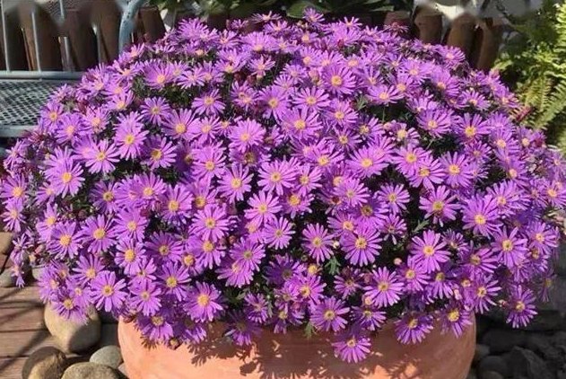菊花品種推薦 菊花品種推薦