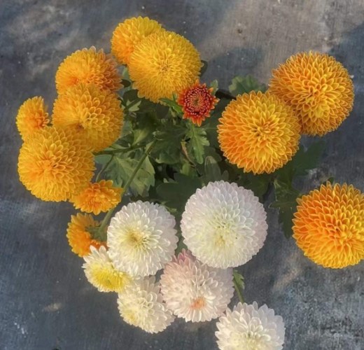 乒乓菊種植方法