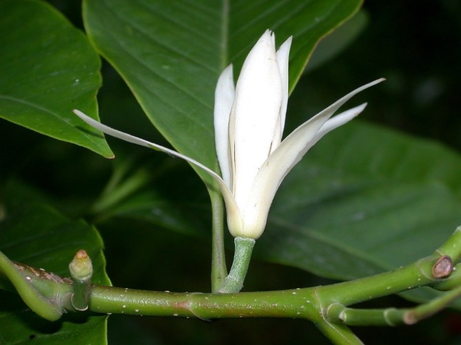 白玉蘭花種植方法 白玉蘭花種植方法