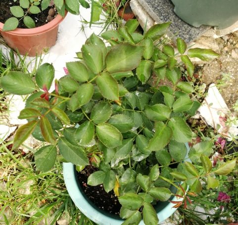 龍沙寶石種植方法