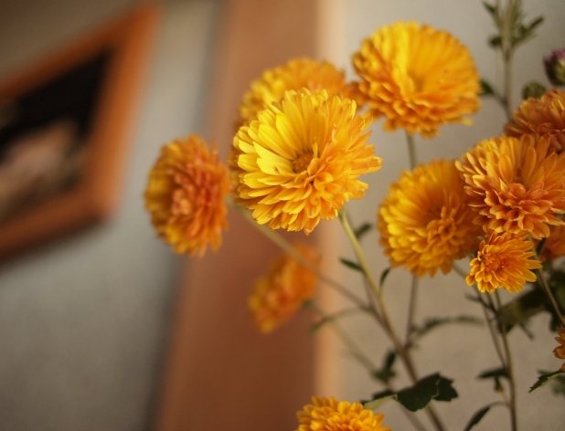 菊花花語