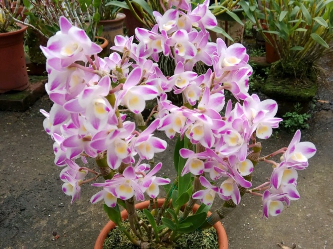 石斛蘭種植方法