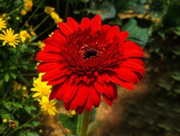菊花花語注意事項