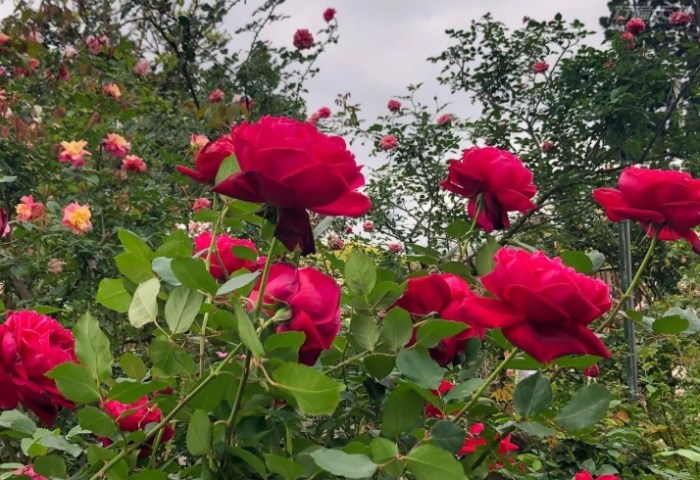 玫瑰花品種