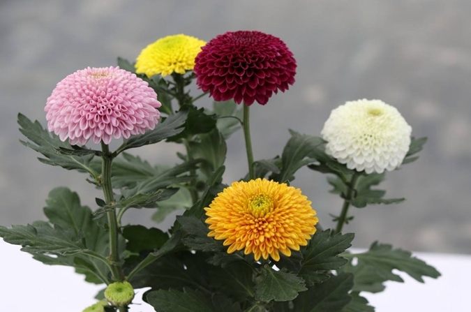 乒乓菊種植
