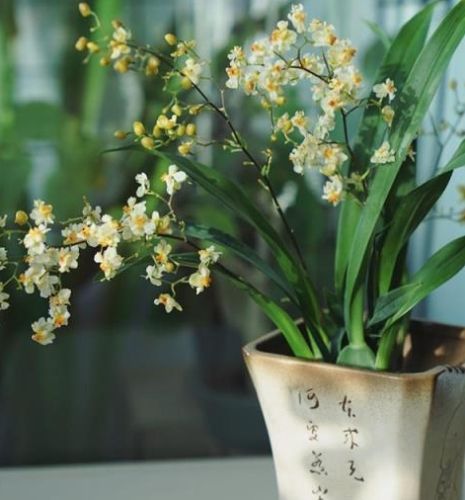 臺灣蘭花品種