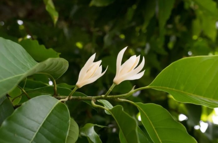 白玉蘭花品種 白玉蘭花品種