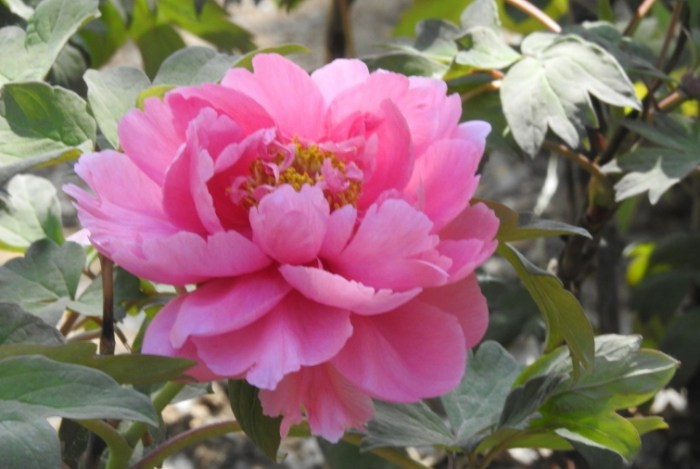 牡丹花照顧 牡丹花照顧