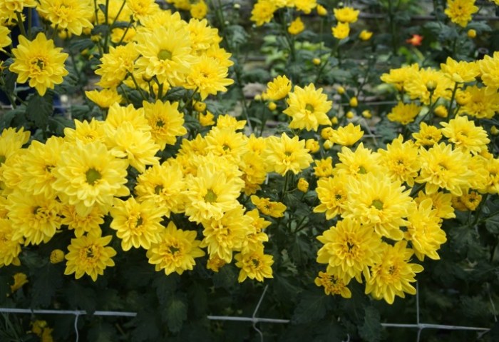 菊花功效 菊花功效
