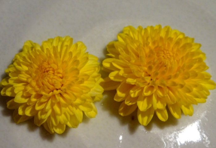 野菊花生長環境