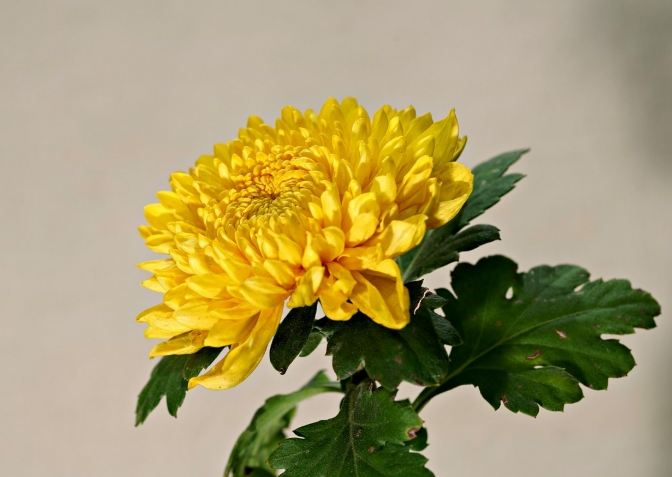 菊花注意事項